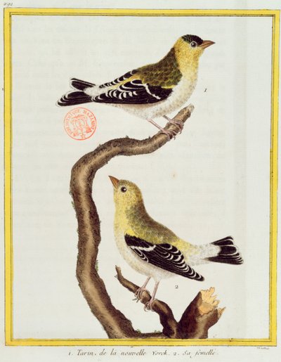 Et par siskins, fra 