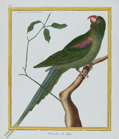 Perruche, de Gingi, ca. 1770-86 (håndfarvet gravering) af Francois Nicolas Martinet