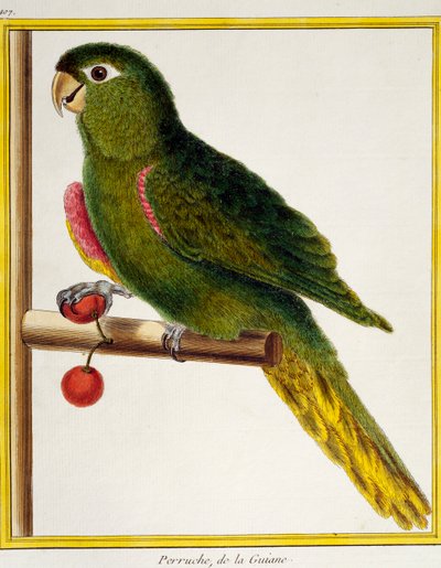 Rødskuldret ara (Diopsittaca nobilis), fra Natural History of Birds af Francois Nicolas Martinet