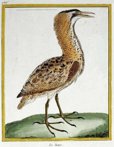 Videnskab. zoologi. Bittern. Indgravering af Francois Nicolas Martinet i: Fuglenes naturhistorie, af Georges Louis Leclerc de Buffon, Frankrig, ca. 1777 (farvestik) af Francois Nicolas Martinet