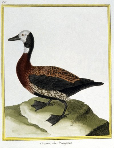 Videnskab. zoologi. eurasisk vie. Indgravering af Francois Nicolas Martinet i: Fuglenes naturhistorie, af Georges Louis Leclerc de Buffon, Frankrig, ca. 1777 (farvestik) af Francois Nicolas Martinet