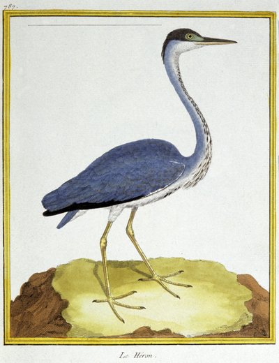 Videnskab. zoologi. Hejre. Indgravering af Francois Nicolas Martinet i: Fuglenes naturhistorie, af Georges Louis Leclerc de Buffon, Frankrig, ca. 1777 (farvestik) af Francois Nicolas Martinet