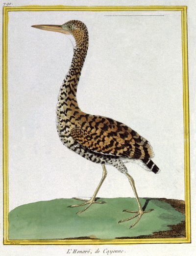 Videnskab. zoologi. Hejre af Cayenne (Fransk Guyana). Indgravering af Francois Nicolas Martinet i: Fuglenes naturhistorie, af Georges Louis Leclerc de Buffon, Frankrig, ca. 1777 (farvestik) af Francois Nicolas Martinet