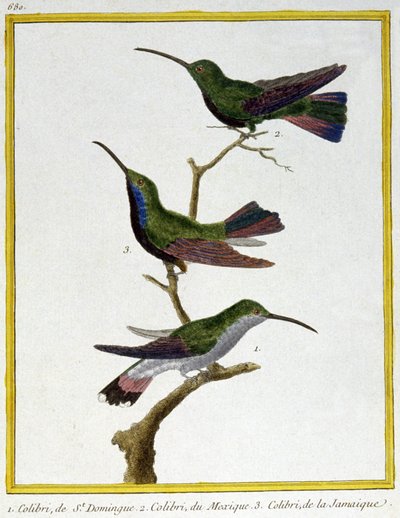 Videnskab. zoologi. Hummingbird fra Santo Domingo, Mexico og Jamaica. Indgravering af Francois Nicolas Martinet i: Fuglenes naturhistorie, af Georges Louis Leclerc de Buffon, Frankrig, ca. 1777 (farvestik) af Francois Nicolas Martinet
