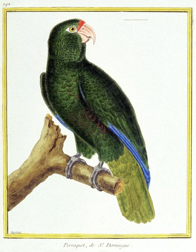 Videnskab. zoologi. Papegøje af Santo Domingo. Indgravering af Francois Nicolas Martinet i: Fuglenes naturhistorie, af Georges Louis Leclerc de Buffon, Frankrig, ca. 1777 (farvestik) af Francois Nicolas Martinet
