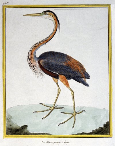 Videnskab. zoologi. Lilla hejre. Indgravering af Francois Nicolas Martinet i: Fuglenes naturhistorie, af Georges Louis Leclerc de Buffon, Frankrig, ca. 1777 (farvestik) af Francois Nicolas Martinet