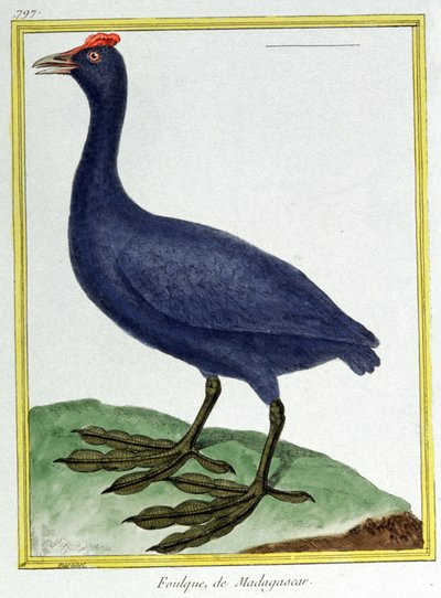 Videnskab. zoologi. Rød knoppet tude (fra Madagaskar). Indgravering af Francois Nicolas Martinet i: Fuglenes naturhistorie, af Georges Louis Leclerc de Buffon, Frankrig, ca. 1777 (farvestik) af Francois Nicolas Martinet