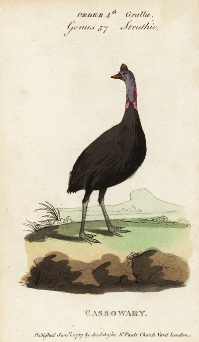 Sydlig kasuar, Casuarius casuarius af Francois Nicolas Martinet
