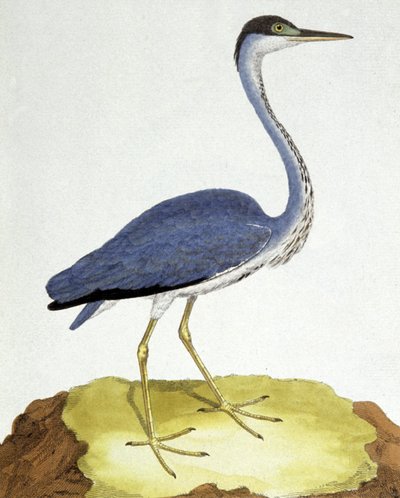 Hejren af Francois Nicolas Martinet
