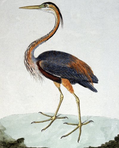 Den lilla hejre af Francois Nicolas Martinet