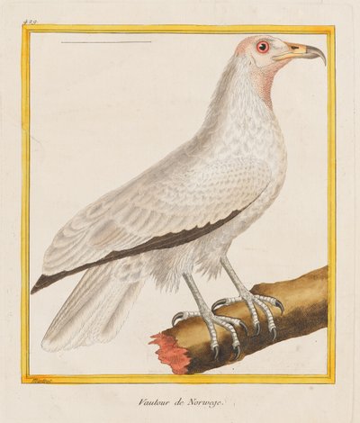 Vautour de Norwege (norsk grib),
1787 (Håndkoloreret radering) af Francois Nicolas Martinet