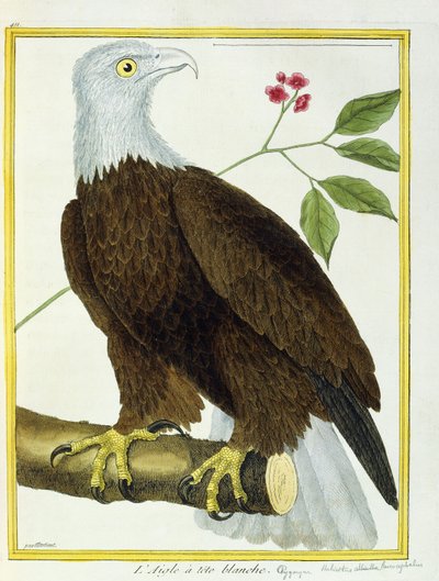 Hvidhovedørn, ca. 1770-1786 af Francois Nicolas Martinet