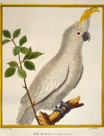 Gul-kakekakadue (Cacatua sulphurea), fra Natural History of Birds af Francois Nicolas Martinet