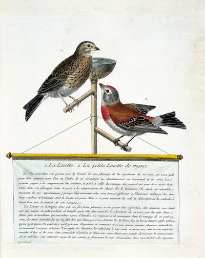 Zoologisk tavle (ornitologi): fra top til bund: Linotten (melodiagtig linotte) og den lille linotte af vinstokkene (carduelis cannabina) på en aborre. Illustration i "Fuglenes historie, malet i deres udseende og følsomme aspekter" af Francoi af Francois Nicolas Martinet