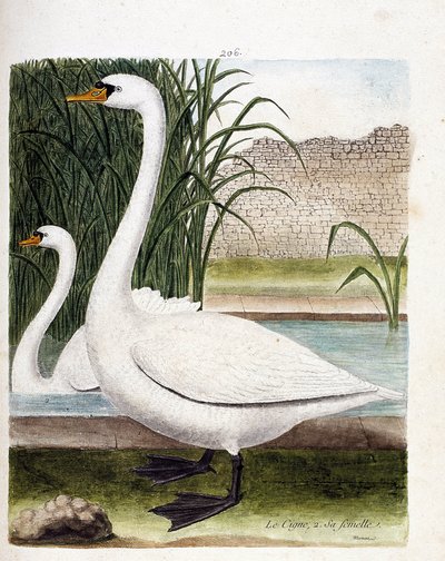 Zoologisk tavle (ornitologi): foran: svanen og bagved dens hun (knoldsvane eller cygnus olor). Illustration i "Fuglenes historie, malet i deres udseende og følsomme aspekter" af Francois Nicolas Martinet (1731-1800). Privat samling. af Francois Nicolas Martinet