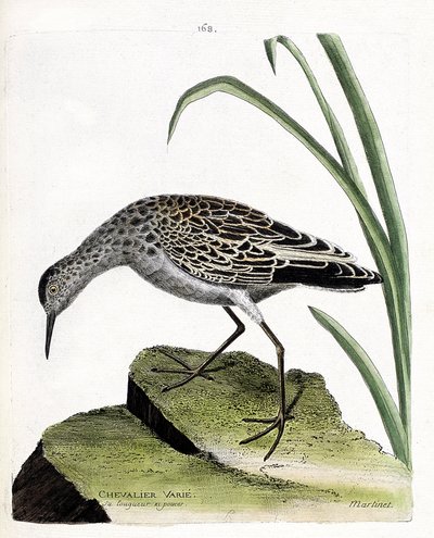 Zoologisk bord (ornitologi): ridder varierer (fighter varierer eller philomachus pugnax). Illustration i "Fuglenes historie, malet i deres udseende og følsomme aspekter" af Francois Nicolas Martinet (1731-1800). Privat samling. af Francois Nicolas Martinet
