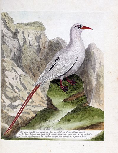Zoologisk tavle (ornitologi): halehalm (halmhale eller rødstrenget phaeton eller rubricauda). Illustration i "Fuglenes historie, malet i deres udseende og følsomme aspekter" af Francois Nicolas Martinet (1731-1800). Privat samling. af Francois Nicolas Martinet