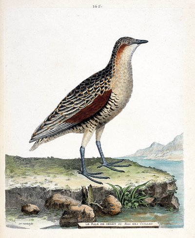 Zoologisk tavle (ornitologi): knæ rale eller vagtel konge (crex crex). Illustration i "Fuglenes historie, malet i deres udseende og følsomme aspekter" af Francois Nicolas Martinet (1731-1800). Privat samling. af Francois Nicolas Martinet
