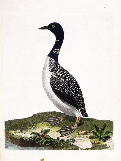 Zoologisk tavle (ornitologi): det store pletdyk (imstrand dykning eller gavia immer). Illustration i "Fuglenes historie, malet i deres udseende og følsomme aspekter" af Francois Nicolas Martinet (1731-1800). Privat samling. af Francois Nicolas Martinet