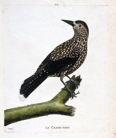 Zoologisk tavle (ornitologi): nøddeknækkeren (fluenød eller nucifraga caryocatacts) på en gren. Illustration i "Fuglenes historie, malet i deres udseende og følsomme aspekter" af Francois Nicolas Martinet (1731-1800). Privat samling. af Francois Nicolas Martinet