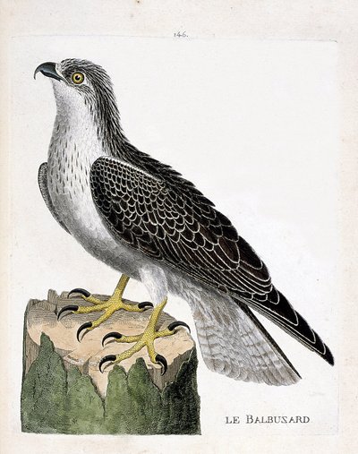 Zoologisk bord (ornitologi): fiskeørnen (ørn eller pandion haliaetus). Illustration i "Fuglenes historie, malet i deres udseende og følsomme aspekter" af Francois Nicolas Martinet (1731-1800). Privat samling. af Francois Nicolas Martinet
