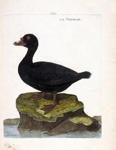 Zoologisk tavle (ornitologi): skjærefuglen (sortskær eller melanitta nigra). Illustration i "Fuglenes historie, malet i deres udseende og følsomme aspekter" af Francois Nicolas Martinet (1731-1800). Privat samling. af Francois Nicolas Martinet