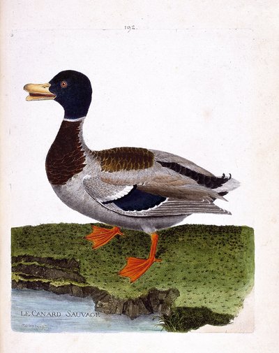 Zoologisk tavle (ornitologi): vildand (gæandand eller anas platyrhynchos). Illustration i "Fuglenes historie, malet i deres udseende og følsomme aspekter" af Francois Nicolas Martinet (1731-1800). Privat samling. af Francois Nicolas Martinet
