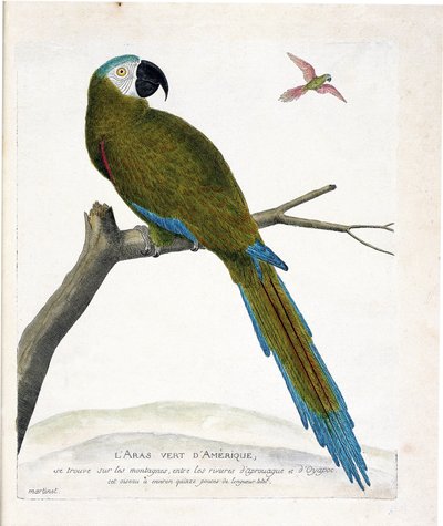 Zoologisk diagram (ornitologi): Amerikanske grønne aras (Ara vert eller ara severa) på en gren. Illustration i "Fuglenes historie, malet i deres udseende og følsomme aspekter" af Francois Nicolas Martinet (1731-1800). Privat samling. af Francois Nicolas Martinet