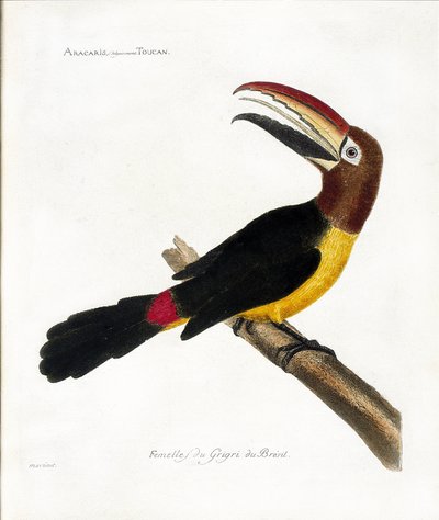 Zoologisk diagram (ornitologi): Aracaris, vulgly toucan (grøn aracari eller pteroglossus viridis) af Francois Nicolas Martinet