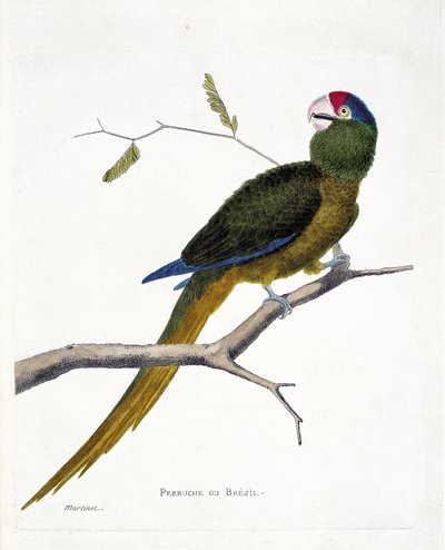 Zoologisk kort (ornitologi): Brasiliansk parakit (rød-pande conure eller aratinga canicularis) på en gren. Illustration i "Fuglenes historie, malet i deres udseende og følsomme aspekter" af Francois Nicolas Martinet (1731-1800). Privat kol af Francois Nicolas Martinet