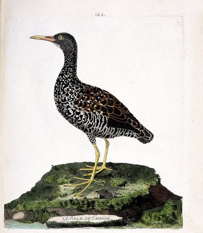 Zoologisk diagram (ornitologi): Caienne