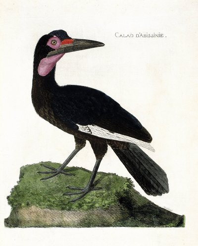 Zoologisk kort (ornitologi): Calao d