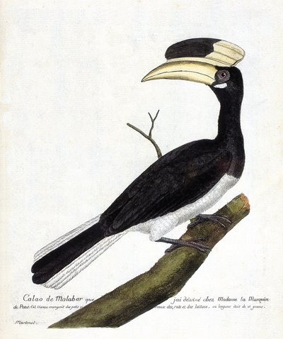 Zoologisk kort (ornitologi): Calao de Malabar (Anthracoceros coronatus) på en gren. Illustration i "Fuglenes historie, malet i deres udseende og følsomme aspekter" af Francois Nicolas Martinet (1731-1800). Privat samling. af Francois Nicolas Martinet