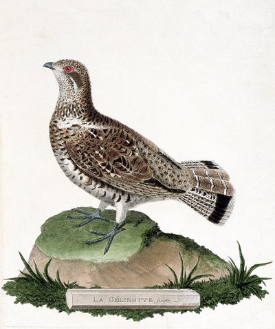 Zoologisk diagram (ornitologi): Hungelinotte (trægelinotte eller bonasia bonasia). Illustration i "Fuglenes historie, malet i deres udseende og følsomme aspekter" af Francois Nicolas Martinet (1731-1800). Privat samling. af Francois Nicolas Martinet