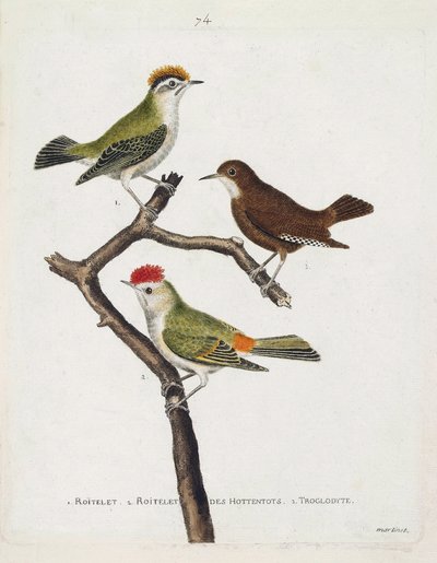 Zoologisk kort (ornitologi). Fra top til bund: roitelet (tredobbelt bandage eller regulus ignicapilla), troglodyte (sød troglodyte eller troglodyte) og roitelet af hottentots (rubinkrone) på en gren. Illustration i "Fuglenes historie, malet i Thei af Francois Nicolas Martinet