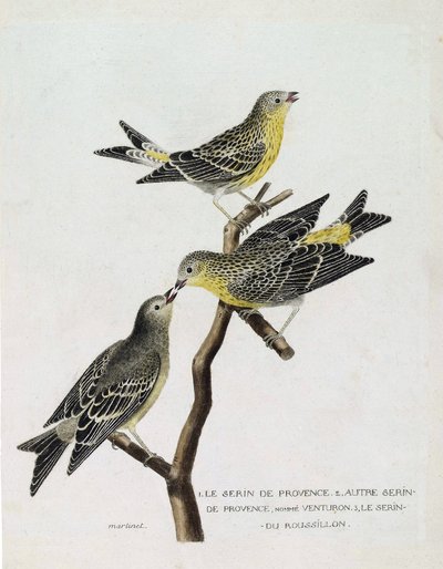 Zoologisk diagram (ornitologi): Fra top til bund: serin du Roussillon (serin Cini eller serinus serinus) på en gren, serin de provence (venturon montagnard eller serinus citrinella) og andre serin de provence. Illustration i "The History of the Birds, S af Francois Nicolas Martinet