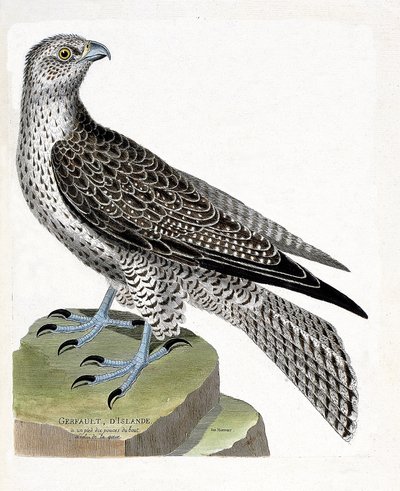 Zoologisk kort (ornitologi): Islandsk gerfault (gerfaut falk eller falco rusticolus). Illustration i "Fuglenes historie, malet i deres udseende og følsomme aspekter" af Francois Nicolas Martinet (1731-1800). Privat samling. af Francois Nicolas Martinet
