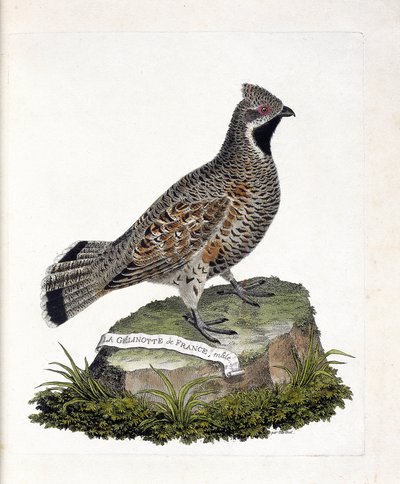 Zoologisk kort (ornitologi): La gelinotte de France han (gelinotte des bois eller bonasia bonasia). Illustration i "Fuglenes historie, malet i deres udseende og følsomme aspekter" af Francois Nicolas Martinet (1731-1800). Privat samling. af Francois Nicolas Martinet