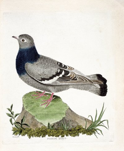 Zoologisk kort (ornitologi): Due biset (Columbia livia). Illustration i "Fuglenes historie, malet i deres udseende og følsomme aspekter" af Francois Nicolas Martinet (1731-1800). Privat samling. af Francois Nicolas Martinet