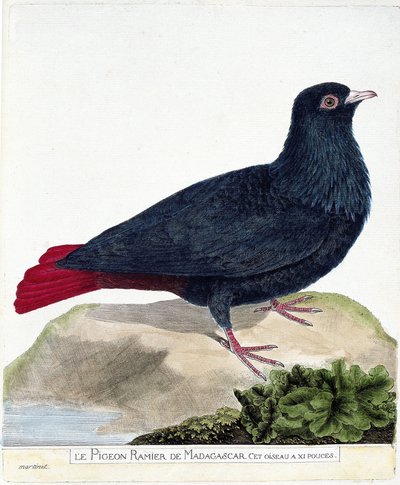 Zoologisk kort (ornitologi): Madagaskars forgrenede due (Blå Founingo eller alectroenas madagascariensis). Illustration i "Fuglenes historie, malet i deres udseende og følsomme aspekter" af Francois Nicolas Martinet (1731-1800). Privat af Francois Nicolas Martinet