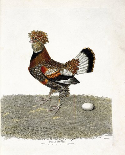 Zoologisk diagram (ornitologi): Kyllingen (tamhøne eller gallus gallus) og dens æg. Illustration i "Fuglenes historie, malet i deres udseende og følsomme aspekter" af Francois Nicolas Martinet (1731-1800). Privat samling. af Francois Nicolas Martinet