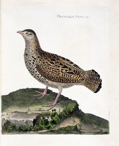 Zoologisk kort (ornitologi): Den kvindelige francolin (francolin noir eller francolinus francolinus). Illustration i "Fuglenes historie, malet i deres udseende og følsomme aspekter" af Francois Nicolas Martinet (1731-1800). Privat samling. af Francois Nicolas Martinet