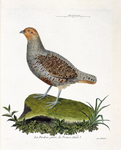 Zoologisk diagram (ornitologi): Frankrigs grå agerhøne, han (gråagerhøne eller agerhøne). Illustration i "Fuglenes historie, malet i deres udseende og følsomme aspekter" af Francois Nicolas Martinet (1731-1800). Privat samling. af Francois Nicolas Martinet