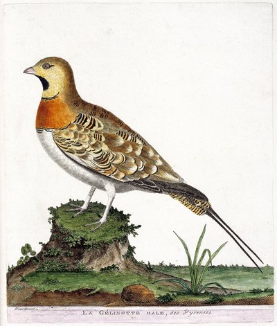 Zoologisk kort (ornitologi): Den mandlige gelinotte i Pyrenæerne (Ganga cata eller pterocles alchata). Illustration i "Fuglenes historie, malet i deres udseende og følsomme aspekter" af Francois Nicolas Martinet (1731-1800). Privat samling. af Francois Nicolas Martinet