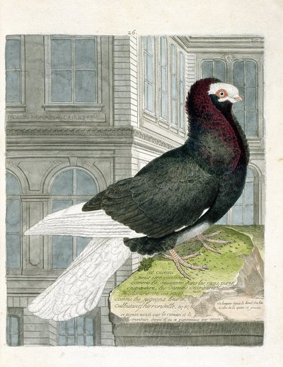 Zoologisk diagram (ornitologi): Nonan- eller capuchoneduen (dværgdue eller columba livia). Illustration i "Fuglenes historie, malet i deres udseende og følsomme aspekter" af Francois Nicolas Martinet (1731-1800). Privat samling. af Francois Nicolas Martinet