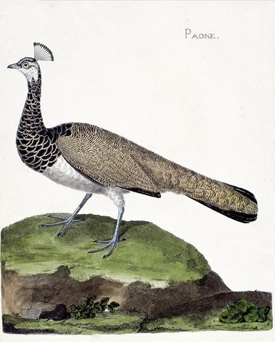Zoologisk kort (ornitologi): Påfuglen (blå påfugl eller pavo cristatus). Illustration i "Fuglenes historie, malet i deres udseende og følsomme aspekter" af Francois Nicolas Martinet (1731-1800). Privat samling. af Francois Nicolas Martinet