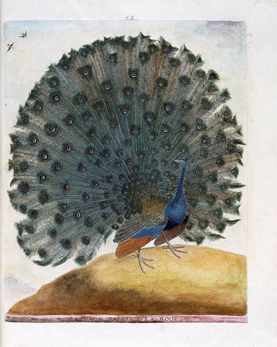 Zoologisk diagram (ornitologi): Påfuglen, der laver hjulet (blå påfugl eller Pavo cristatus). Illustration i "Fuglenes historie, malet i deres udseende og følsomme aspekter" af Francois Nicolas Martinet (1731-1800). Privat samling. af Francois Nicolas Martinet