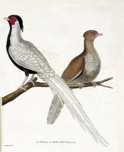 Zoologisk diagram (ornitologi): Fasanen har en kinesisk stålhupe og dens hun (sølvfasan eller Lophura nycthemera) på en gren. Illustration i "Fuglenes historie, malet i deres udseende og følsomme aspekter" af Francois Nicolas Marti af Francois Nicolas Martinet