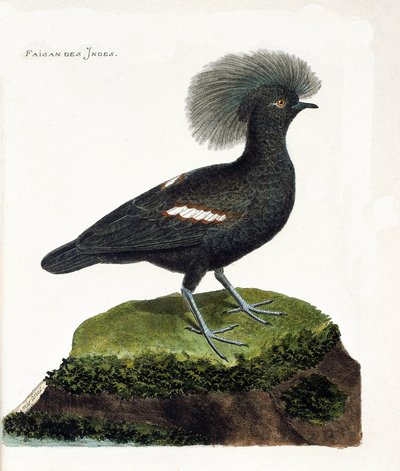 Zoologisk diagram (ornitologi): Indiens fasan (goura krone eller goura cristata). Illustration i "Fuglenes historie, malet i deres udseende og følsomme aspekter" af Francois Nicolas Martinet (1731-1800). Privat samling. af Francois Nicolas Martinet