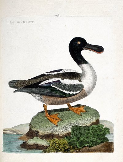 Zoologisk diagram (ornitologi): Stammen (and strainberry eller anas clypeata). Illustration i "Fuglenes historie, malet i deres udseende og følsomme aspekter" af Francois Nicolas Martinet (1731-1800). Privat samling. af Francois Nicolas Martinet